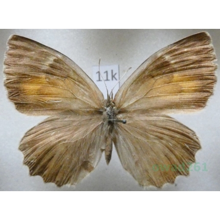 Kirinia climene valentinae (Miller, 1923) female Turkey11k